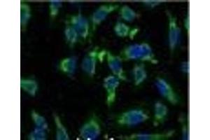 Immunofluorescence analysis of Hela tissue using EFHD1 Monoclonal Antibody at dilution of 1:100. (EFHD1 抗体)