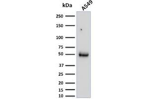 Western Blot Analysis of A549 cell lysate using CD14 Mouse Monoclonal Antibody (LPSR/2386). (CD14 抗体  (AA 25-148))