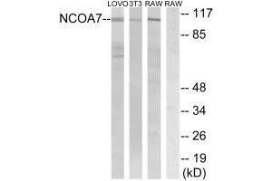 Western blot analysis of extracts from LOVO cells, 3T3 cells and RAW264. (NCOA7 抗体)