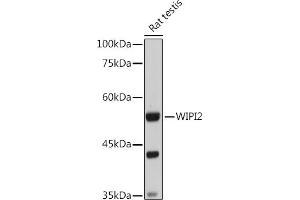 Western blot analysis of extracts of Rat testis, using WIPI2 antibody (ABIN6133278, ABIN6150223, ABIN6150225 and ABIN6223441) at 1:1000 dilution. (WIPI2 抗体  (AA 187-436))