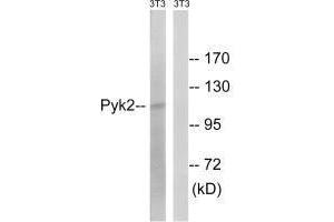 Western blot analysis of extracts from 3T3 cells, using PYK2 (Ab-579) antibody.