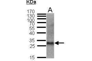 WB Image Sample (50 ug of whole cell lysate) A: MFB (mouse fibroblast) 12% SDS PAGE antibody diluted at 1:1000 (CDKN1B 抗体)