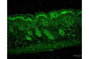 Immunohistochemistry analysis using Mouse Anti-Erp57 Monoclonal Antibody, Clone Map. (PDIA3 抗体  (APC))