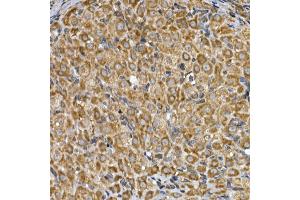 Immunohistochemistry of paraffin-embedded rat ovary using INSIG2 Rabbit pAb (ABIN7267888) at dilution of 1:200 (40x lens). (INSIG2 抗体  (AA 50-150))