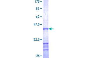 RAF1 Protein (AA 1-130) (GST tag)