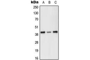 Western blot analysis of PRKX expression in HEK293T (A), SP2/0 (B), H9C2 (C) whole cell lysates.