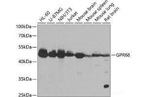 Western blot analysis of extracts of various cell lines using GPR68 Polyclonal Antibody at dilution of 1:1000. (GPR68 抗体)