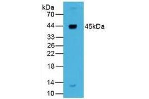 Rabbit Detection antibody from the kit in WB with Positive Control: Sample Human Liver lysate. (Renin ELISA 试剂盒)