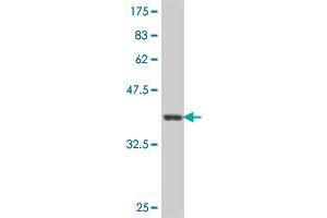 Western Blot detection against Immunogen (37. (WSB2 抗体  (AA 1-105))