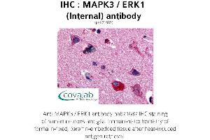 Image no. 1 for anti-Mitogen-Activated Protein Kinase 3 (MAPK3) (Internal Region) antibody (ABIN1736743) (ERK1 抗体  (Internal Region))