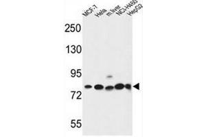 GPHN Antibody (Center) western blot analysis in MCF-7,Hela,NCI-H460,HepG2 cell line and mouse liver tissue lysates (35µg/lane). (Gephyrin 抗体  (Middle Region))