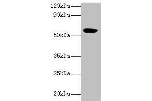 Western blot All lanes: HARS2 antibody at 2 μg/mL + Mouse kidney tissue Secondary Goat polyclonal to rabbit IgG at 1/10000 dilution Predicted band size: 57, 55 kDa Observed band size: 57 kDa (HARS2 抗体  (AA 34-506))