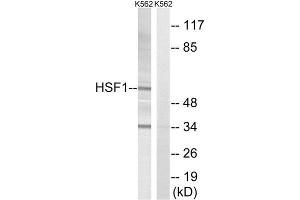 Western Blotting (WB) image for anti-Heat Shock Factor Protein 1 (HSF1) (Thr142) antibody (ABIN1848187) (HSF1 抗体  (Thr142))