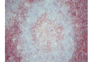 Immunohistochemistry (IHC) image for anti-CD4 (CD4) antibody (ABIN781715) (CD4 抗体)