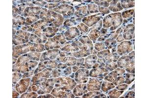Immunohistochemical staining of paraffin-embedded liver tissue using anti-RC201933 mouse monoclonal antibody. (PIM2 抗体)
