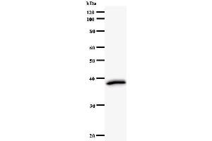 Western Blotting (WB) image for anti-Protein Arginine Methyltransferase 2 (PRMT2) antibody (ABIN931133) (PRMT2 抗体)