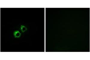 Immunofluorescence analysis of MCF7 cells, using MRPS21 Antibody. (MRPS21 抗体  (AA 38-87))
