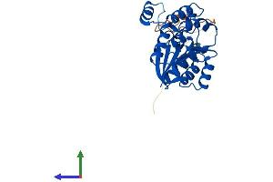 Protein Structure (PS) image for Catechol-O-Methyltransferase Domain Containing 1 (COMTD1) (AA 1-262) protein (His tag) (ABIN7558678)