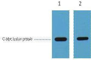 Western Blotting (WB) image for anti-Myc Tag antibody (ABIN3178729) (Myc Tag 抗体)