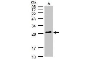 WB Image Sample(30 μg of whole cell lysate) A:Hep G2, 12% SDS PAGE antibody diluted at 1:3000 (GSTa2 抗体)