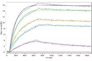 Human IL21 (ABIN7937705, ABIN8118314 and ABIN8118315) captured on Protein A Chip can bind Recombinant Macaca fascicularis IL21R with an affinity constant of 1.