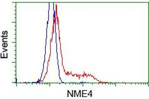 Flow Cytometry (FACS) image for anti-NME/NM23 Nucleoside Diphosphate Kinase 4 (NME4) antibody (ABIN1499779) (NME4 抗体)