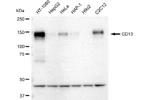 Western blotting analysis using CD13 antibody (ABIN7797548). (Recombinant CD13 抗体)
