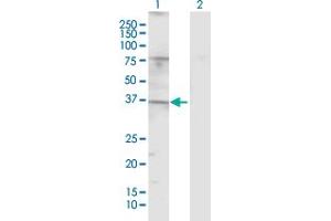 Western Blot analysis of TAS2R49 expression in transfected 293T cell line by TAS2R49 MaxPab polyclonal antibody. (TAS2R20 抗体  (AA 1-309))