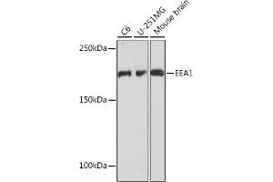 Western blot analysis of extracts of various cell lines, using EE Rabbit mAb (ABIN7266887) at 1:1000 dilution. (EEA1 抗体)