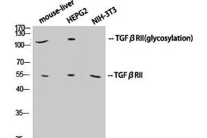 Western Blot analysis of various cells using TGF β Receptor II Polyclonal Antibody at dilution of 1:1000.