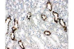 Immunohistochemistry (IHC) image for anti-Aquaporin 2 (Collecting Duct) (AQP2) (AA 245-260) antibody (ABIN3030003)