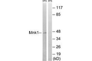 Western blot analysis of extracts from NIH-3T3 cells, treated with PMA 125ng/ml 30', using Mnk1 (Ab-385) Antibody. (MKNK1 抗体  (AA 351-400))