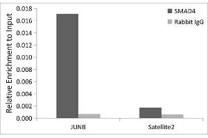Chromatin immunoprecipitation analysis of extracts of HepG2 cells, using [KO Validated] Smad4 Rabbit mAb antibody (ABIN7270340) and rabbit IgG.