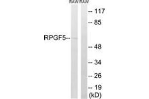 Western Blotting (WB) image for anti-Rap Guanine Nucleotide Exchange Factor (GEF) 5 (RAPGEF5) (AA 431-480) antibody (ABIN2890566) (GFR 抗体  (AA 431-480))