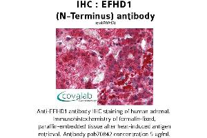 Image no. 1 for anti-EF-Hand Domain Family, Member D1 (EFHD1) (N-Term) antibody (ABIN1733906) (EFHD1 抗体  (N-Term))