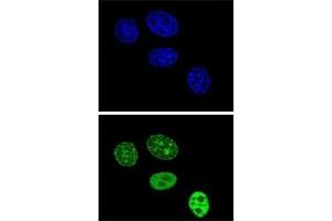 Immunofluorescence (IF) image for anti-Proliferating Cell Nuclear Antigen (PCNA) (AA 231-261) antibody (ABIN3032321)