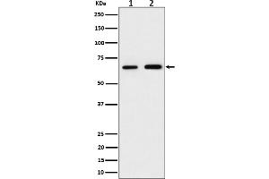 Western blot analysis of PGM1 expression in (1) 293 cell lysate, (2) RAW 264.