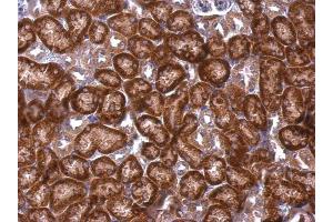 IHC-P Image DAP5 antibody [C2C3], C-term detects DAP5 protein at cytosol on mouse kidney by immunohistochemical analysis. (EIF4G2 抗体  (C-Term))