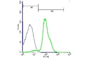 Mouse thymocytes probed with Rabbit Anti-Frizzled 6 Polyclonal Antibody, Unconjugated (ABIN1713791) (green) at 1:100 for 40 minutes followed by a FITC conjugated secondary compared to control cells (blue). (FZD6 抗体  (AA 11-110))