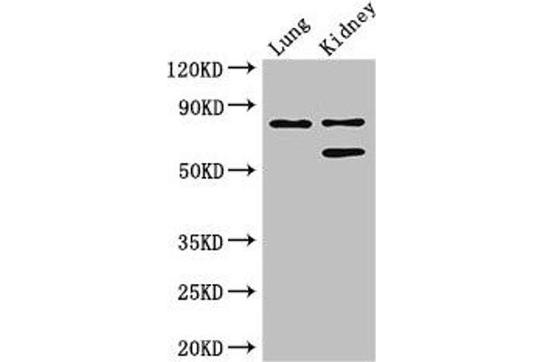 LEPREL1 抗体  (AA 301-528)