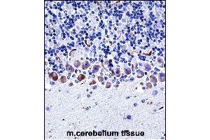 Mouse Epha4 Antibody (Center) ((ABIN657836 and ABIN2846799))immunohistochemistry analysis in formalin fixed and paraffin embedded mouse cerebellum tissue followed by peroxidase conjugation of the secondary antibody and DAB staining. (EPH Receptor A4 抗体  (AA 464-492))