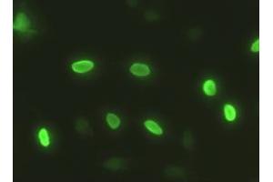 Anti-SOX17 mouse monoclonal antibody (ABIN2452369) immunofluorescent staining of HeLa cells transiently transfected by pCMV6-ENTRY SOX17 (RC220888) (SOX17 抗体  (AA 177-414))