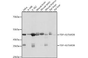 Western blot analysis of extracts of various cell lines, using TDP-43/TARDB antibody (ABIN7270730) at 1:1000 dilution.