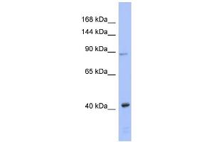 WB Suggested Anti-EIF2C3 Antibody Titration: 0. (EIF2C3 抗体  (N-Term))