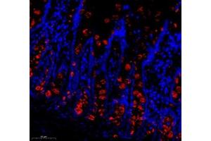 Immunofluorescence of paraffin embedded rat colon using Znt1 (ABIN7075672) at dilution of 1:650 (300x lens) (SLC30A1 抗体)