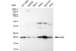 Western blotting analysis using BAX antibody (ABIN7797748).