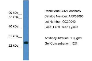 WB Suggested Anti-CD27  Antibody Titration: 0. (CD27 抗体  (C-Term))