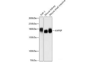 Western blot analysis of extracts of various cell lines using ANPEP Polyclonal Antibody at dilution of 1:1000. (CD13 抗体)