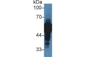 Western Blot; Sample: Human Lung lysate; Primary Ab: 2µg/ml Rabbit Anti-Human aHSG Antibody Second Ab: 0. (Fetuin A 抗体  (AA 19-300))