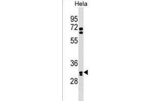 OR6B2 Antibody (C-term) (ABIN1537012 and ABIN2838299) western blot analysis in Hela cell line lysates (35 μg/lane). (OR6B2 抗体  (C-Term))